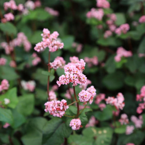 Дан эгиндери                        <span class=