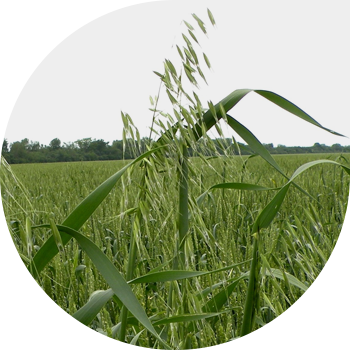 Сулу бош (сулу бош)