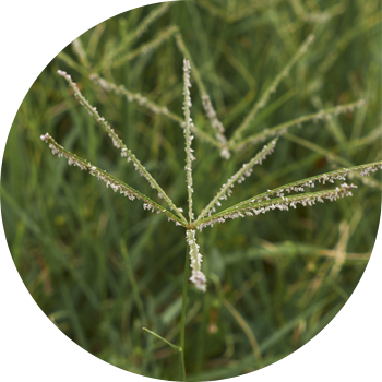 Чочконун манжасы