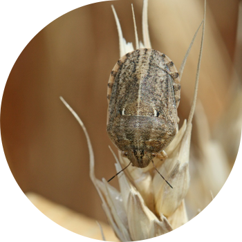 Ката зыяндуу ташбака